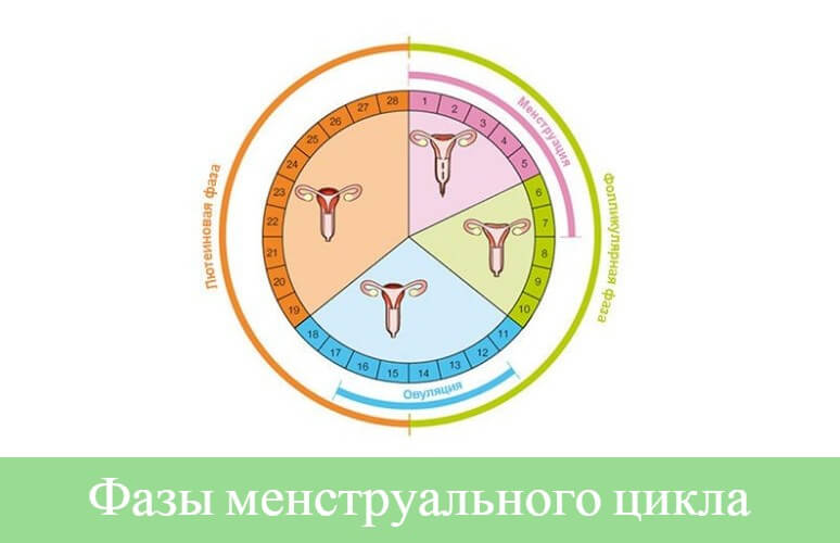 менструальный цикл фазы