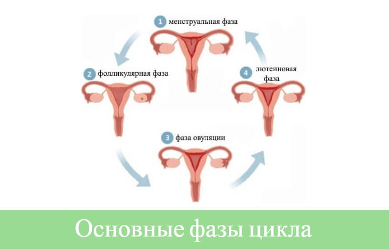 1 фаза менструационного цикла сколько длится по дням