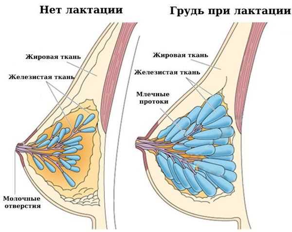 Разведение гантелей на скамье